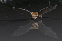 Decken's Horseshoe Bat (Rhinolophus deckenii) drinking, Gorongosa National Park, Mozambique