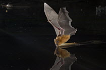 Sundevall's Roundleaf Bat (Hipposideros caffer) drinking, Gorongosa National Park, Mozambique