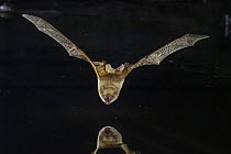 Butterfly Bat (Glauconycteris variegata) drinking, Gorongosa National Park, Mozambique