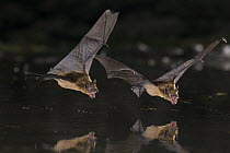 Dobson's Pipistrelle (Pipistrellus grandidieri) pair drinking, Gorongosa National Park, Mozambique