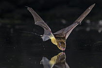 Greenish Yellow Bat (Scotophilus viridis) drinking, Gorongosa National Park, Mozambique