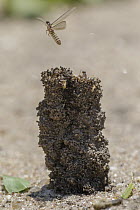 Termite alates in launching pad of colony, Gorongosa National Park, Mozambique