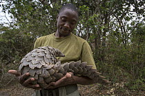 Cape Pangolin (Manis temminckii) rescued from poachers, Gorongosa National Park, Mozambique