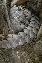 Cape Pangolin (Manis temminckii) curled up in defensive posture, Gorongosa National Park, Mozambique