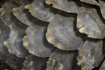 Cape Pangolin (Manis temminckii) scales, Gorongosa National Park, Mozambique