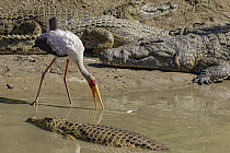 Yellow-billed Stork (Mycteria ibis) foraging between Nile Crocodiles (Crocodylus niloticus), Gorongosa National Park, Mozambique