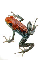 Granular Poison Dart Frog (Dendrobates granuliferus), Costa Rica