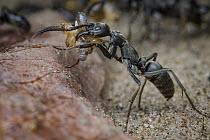 Ant (Megaponera analis) carrying termite prey, Gorongosa National Park, Mozambique