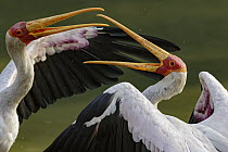 Yellow-billed Stork (Mycteria ibis) pair fighting, Gorongosa National Park, Mozambique