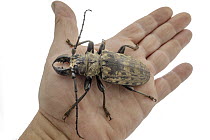 Longhorn Beetle (Tithoes confinis) on hand, Gorongosa National Park, Mozambique