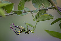 Mantid (Taumantis globiceps) feeding on grasshopper prey, Gorongosa National Park, Mozambique
