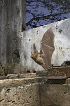 Horseshoe Bat (Rhinolophus lobatus) flying from roost in abandoned building, Gorongosa National Park, Mozambique