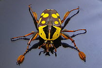 Small Goliath Beetle (Cheirolasia burkei), Gorongosa National Park, Mozambique
