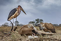 Marabou Stork (Leptoptilos crumeniferus) and White-backed Vulture (Gyps africanus) feeding on Southern Reedbuck (Redunca arundinum) carcass, Gorongosa National Park, Mozambique