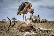 Marabou Stork (Leptoptilos crumeniferus) and White-backed Vultures (Gyps africanus) feeding on Southern Reedbuck (Redunca arundinum) carcass, Gorongosa National Park, Mozambique