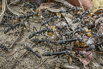 Ant (Megaponera analis) group carrying termite prey, Gorongosa National Park, Mozambique