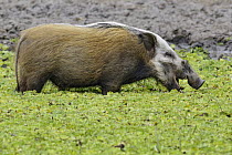 Red River Hog (Potamochoerus porcus) feeding on aquatic vegetation, Gorongosa National Park, Mozambique