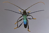 Longhorn Beetle (Callichroma sp), Gorongosa National Park, Mozambique