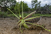 Katydid (Clonia wahlbergi) in defensive posture, Gorongosa National Park, Mozambique