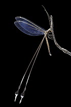 Spoonwing (Nemeura sp), Gorongosa National Park, Mozambique