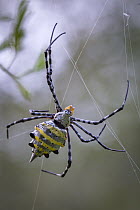 Lobed Argiope (Argiope lobata) spider, Gorongosa National Park, Mozambique