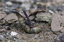 Sand Wasp (Ammophila sp) carrying paralyzed caterpillar, on which she will lay her eggs in an underground burrow, Gorongosa National Park, Mozambique