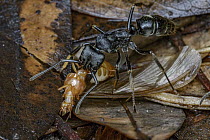 African Stink Ant (Pachycondyla tarsata) with freshly killed winged termite prey, Gorongosa National Park, Mozambique