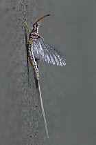 Mayfly (Ephemera mooiana), Gorongosa National Park, Mozambique