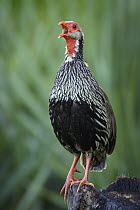 Red-necked Spurfowl (Francolinus afer) calling, Gorongosa National Park, Mozambique