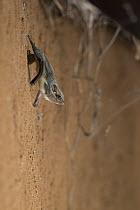 Mauritian Tomb Bat (Taphozous mauritianus) roosting, Gorongosa National Park, Mozambique