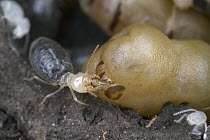 Higher Termite (Cubitermes pallidiceps) worker collecting eggs laid by queen, Gorongosa National Park, Mozambique