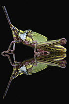 Grasshopper (Taphronota calliparea), Gorongosa National Park, Mozambique