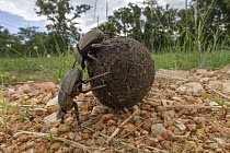 Dung Beetle (Kheper aegyptiorum) pair rolling dung ball, Gorongosa National Park, Mozambique