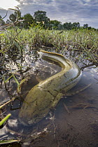African Lungfish (Protopterus annectens) in wetland, Gorongosa National Park, Mozambique