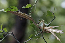 European Mantid (Mantis religiosa) female feeding on male after mating, Gorongosa National Park, Mozambique