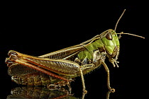 Stripe-winged Grasshopper (Stenobothrus lineatus), Poland