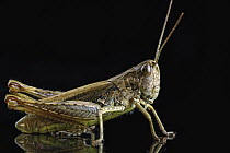 Grasshopper (Chorthippus apricarius), Poland