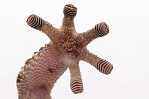 Turner's Thick-toed Gecko (Pachydactylus turneri) foot pads showing scales which enable it to climb vertical surfaces, Gorongosa National Park, Mozambique