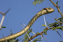 Boomslang (Dispholidus typus) in tree, Gorongosa National Park, Mozambique