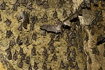 Mozambican Horseshoe Bat (Rhinolophus mossambicus) colony in cave, Gorongosa National Park, Mozambique