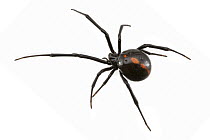 Black Widow (Latrodectus mactans), McKinney Roughs Nature Park, Texas