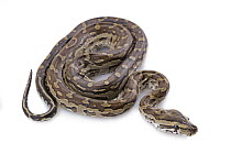 Southern African Python (Python natalensis), Gorongosa National Park, Mozambique