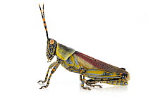 Grasshopper (Zonocerus elegans), Gorongosa National Park, Mozambique