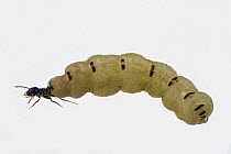 Soil-feeding Termite (Apicotermes sp) queen, Gorongosa National Park, Mozambique
