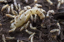 Soil-feeding Termite (Apicotermes sp) queen being tended to by workers, Gorongosa National Park, Mozambique