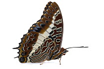 White-barred Emperor (Charaxes brutus) butterfly, Gorongosa National Park, Mozambique