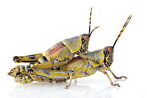 Grasshopper (Zonocerus elegans) pair mating, Gorongosa National Park, Mozambique
