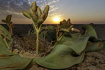 Welwitschia (Welwitschia mirabilis) female cones, Namib Desert, Namibia