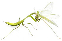 Mantid (Miomantis sp) female feeding on male after mating, Gorongosa National Park, Mozambique