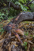 Coconut Crab (Birgus latro), Vamizi Island, Mozambique